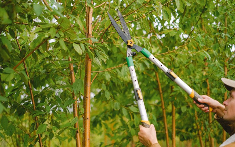 Tree trimming in Garrison, NY